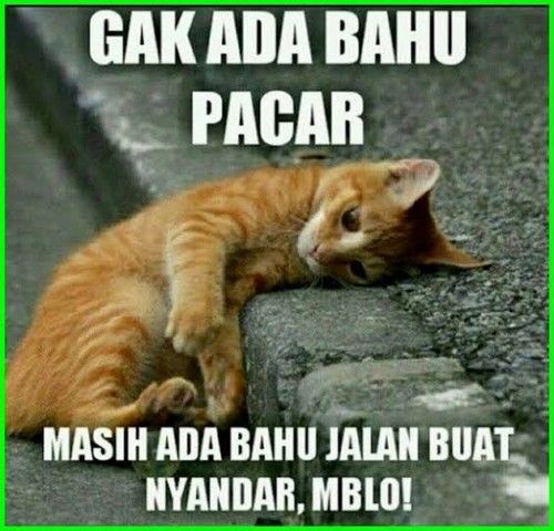 Detail Dp Bbm Kucing Nomer 56