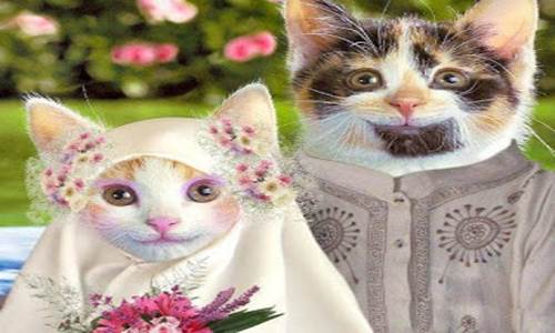Detail Dp Bbm Kucing Nomer 7