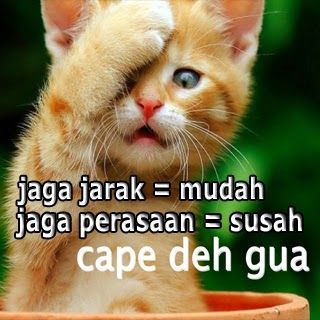 Detail Dp Bbm Kucing Bergerak Nomer 42