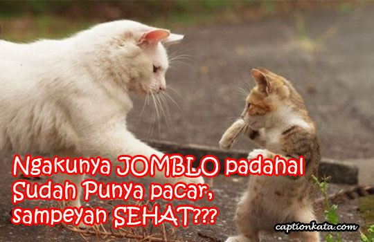 Detail Dp Bbm Kucing Galau Nomer 2