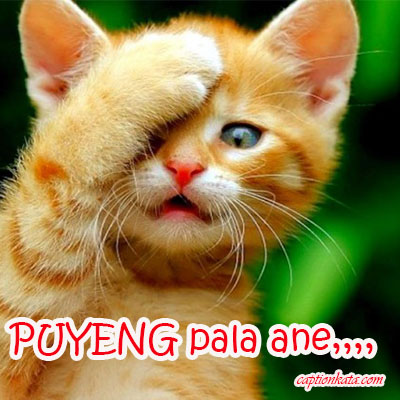 Detail Dp Bbm Kucing Galau Nomer 9