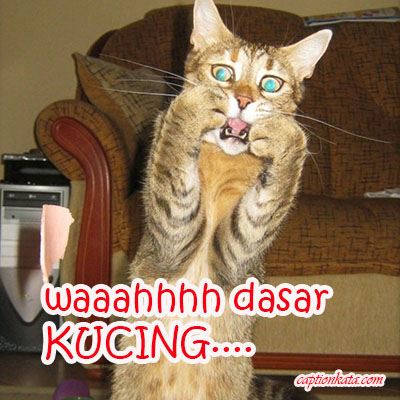 Detail Dp Bbm Kucing Galau Nomer 17