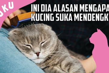 Detail Dp Bbm Kucing Galau Nomer 39