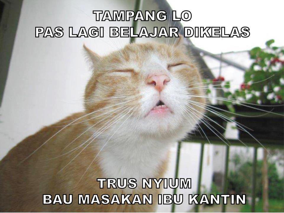 Detail Dp Bbm Kucing Galau Nomer 46