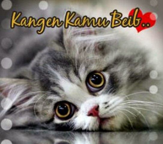 Detail Dp Bbm Kucing Galau Nomer 6