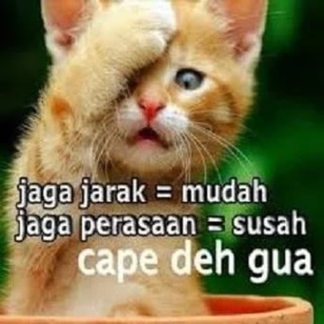 Detail Dp Bbm Kucing Lucu Nomer 13