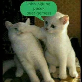 Detail Dp Bbm Kucing Lucu Nomer 31