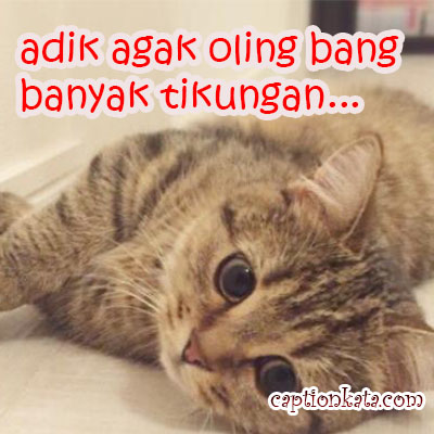 Detail Dp Bbm Kucing Lucu Nomer 48