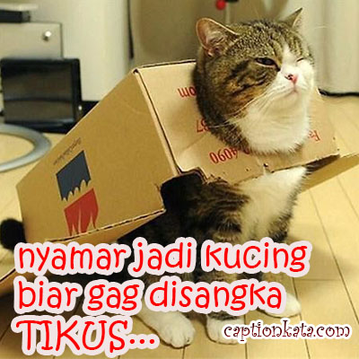 Detail Dp Bbm Kucing Lucu Nomer 51