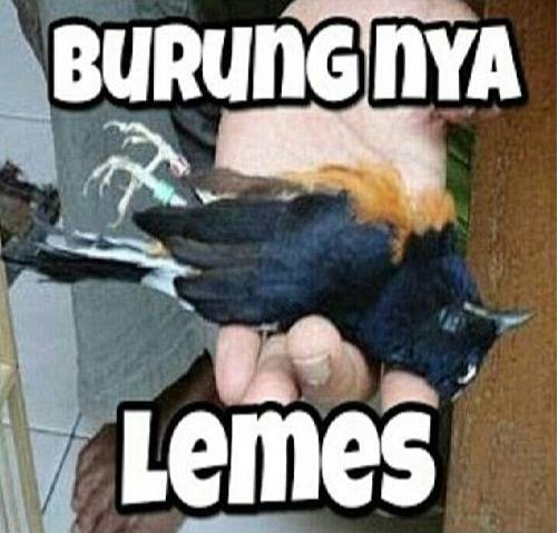 Detail Dp Bbm Lemes Nomer 11
