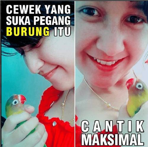 Detail Dp Bbm Lovebird Lucu Nomer 3