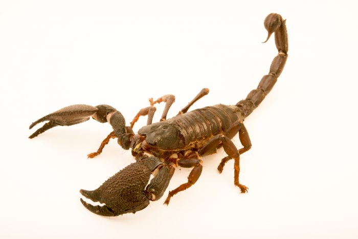 Detail Scorpions Ark Nomer 24