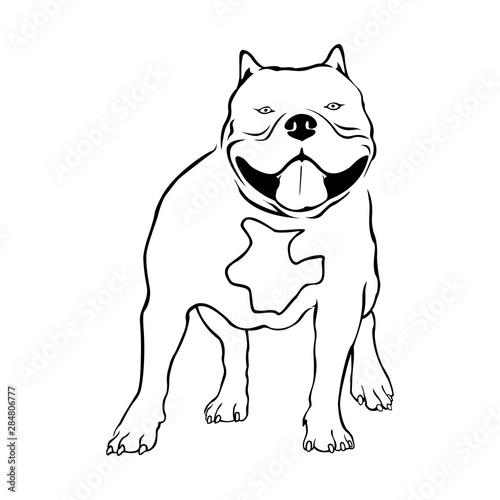 Detail American Bully Drawing Nomer 17