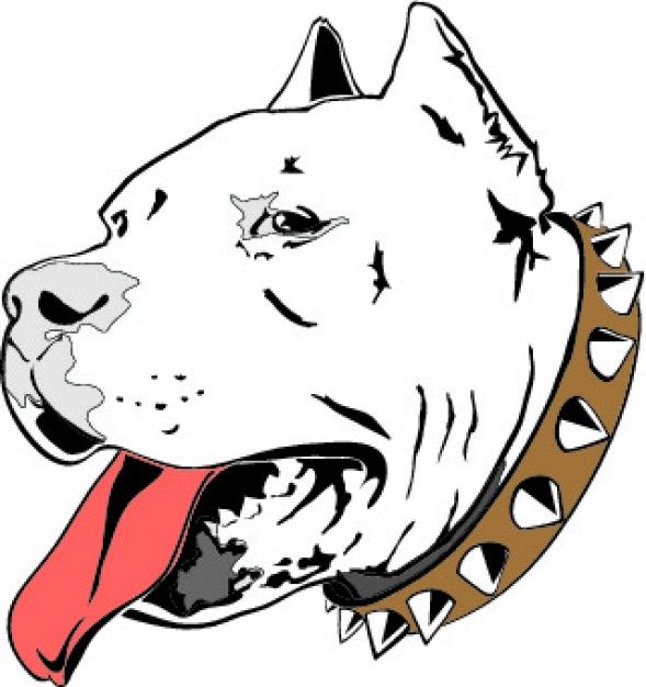 Detail American Bully Drawing Nomer 6