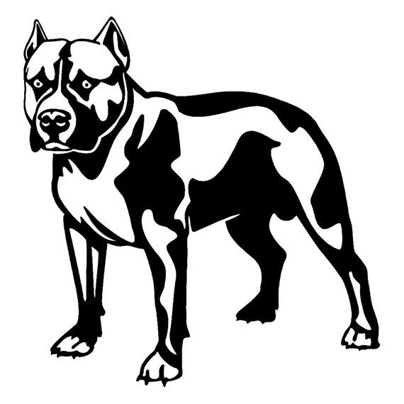 Detail American Bully Drawing Nomer 8