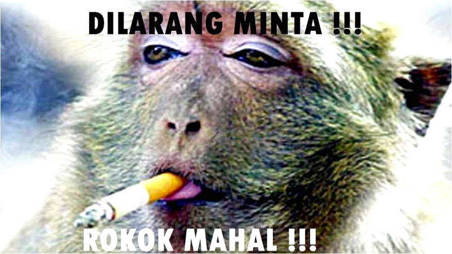 Detail Dp Bbm Monyet Nomer 11