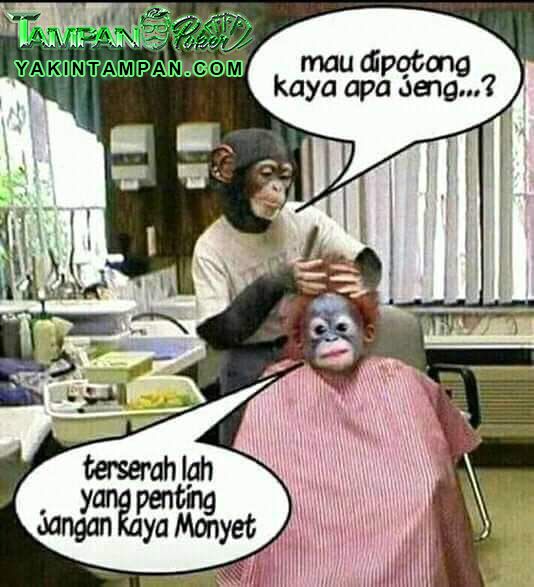 Detail Dp Bbm Monyet Nomer 24