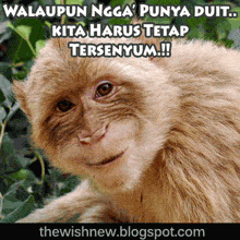 Detail Dp Bbm Monyet Nomer 4