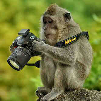 Detail Dp Bbm Monyet Nomer 28
