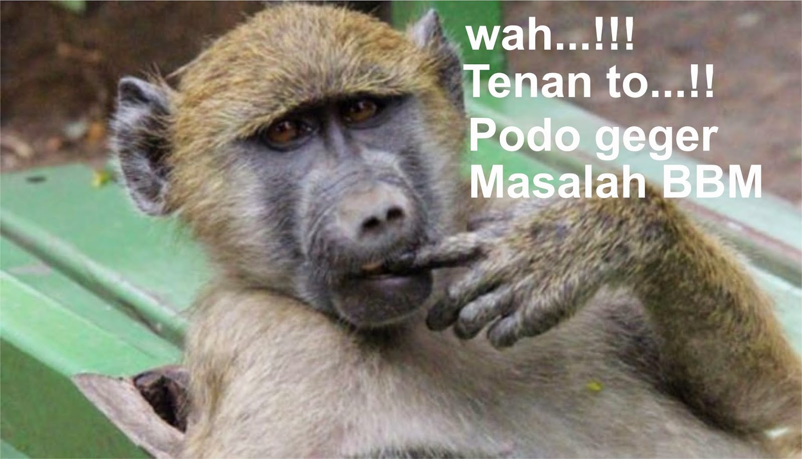 Detail Dp Bbm Monyet Nomer 7