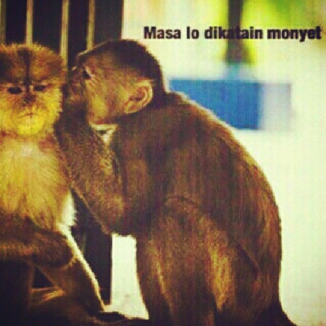Detail Dp Bbm Monyet Lucu Nomer 24