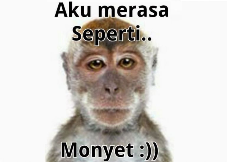 Detail Dp Bbm Monyet Lucu Nomer 32