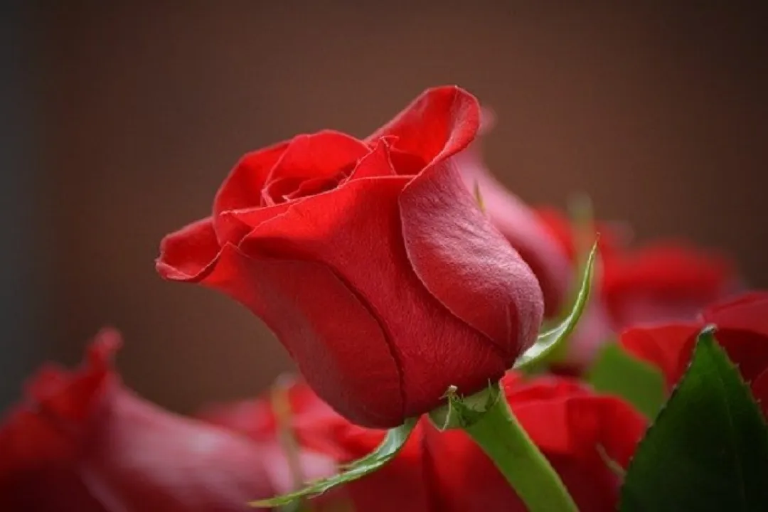 Detail Dp Bunga Mawar Merah Nomer 34