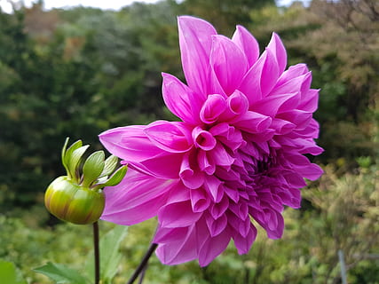 Detail Dp Gambar Bunga Dahlia Nomer 41