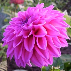 Detail Dp Gambar Bunga Dahlia Nomer 46