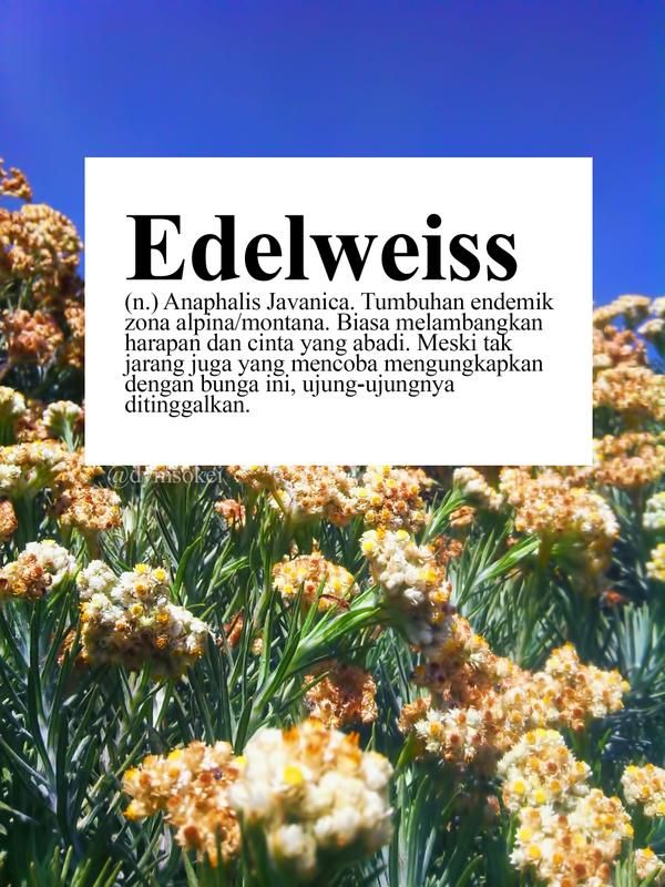 Detail Dp Gambar Bunga Edelweis Nomer 30