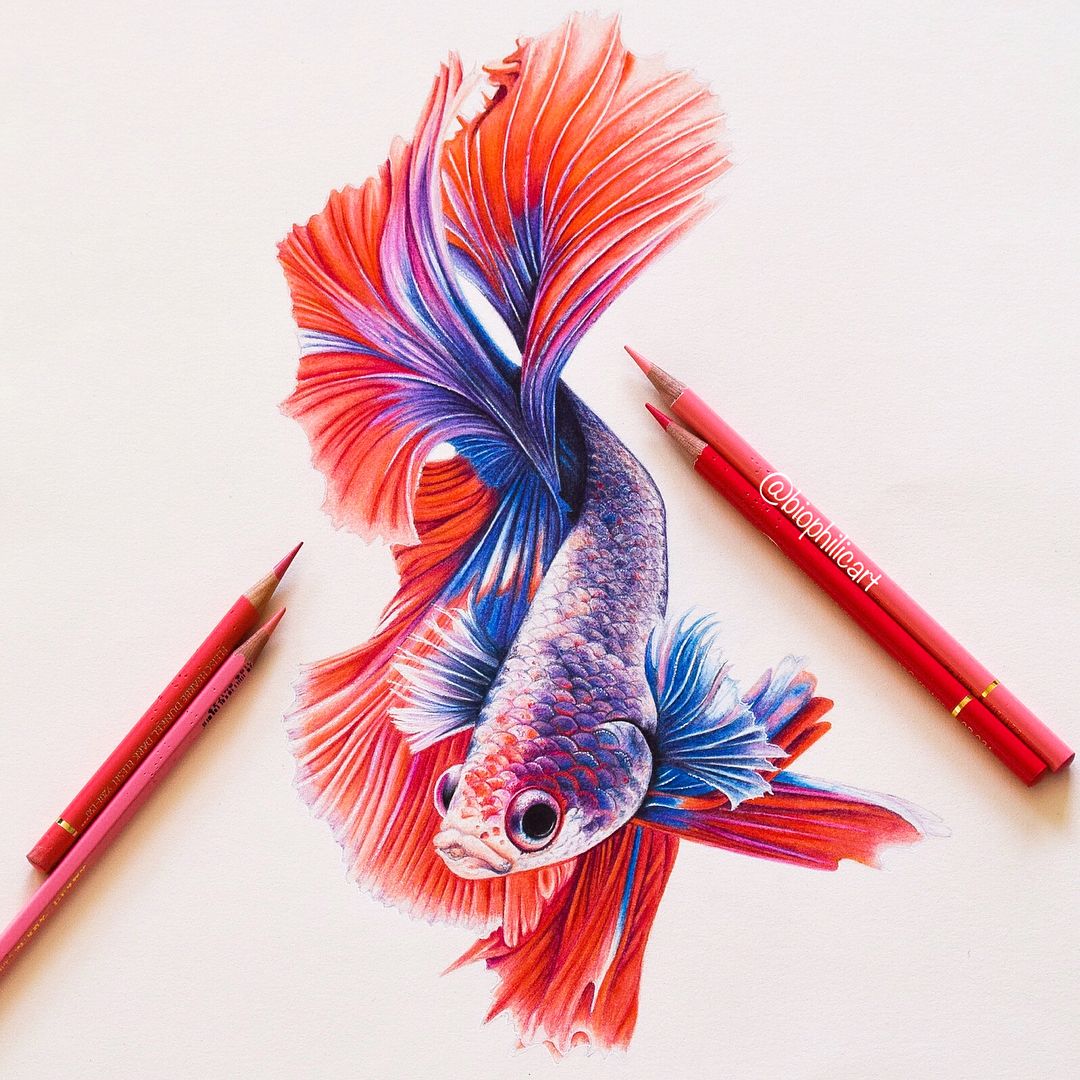 Detail Fisch Zeichnung Bleistift Nomer 20