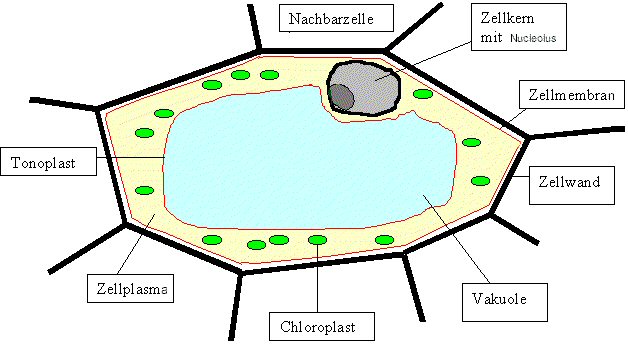 Detail Osmose Bei Tierzellen Nomer 11