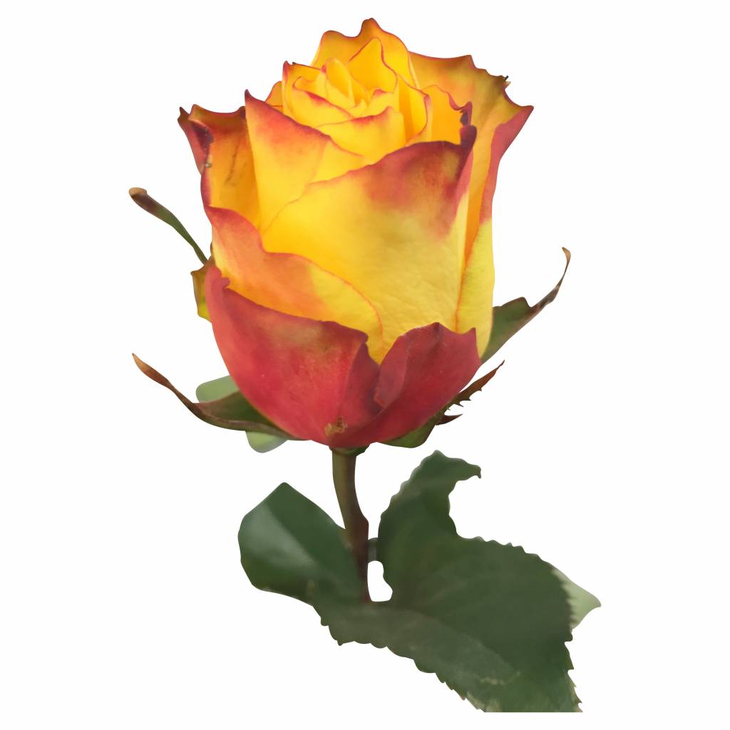 Zweifarbige Rosen Bilder - KibrisPDR