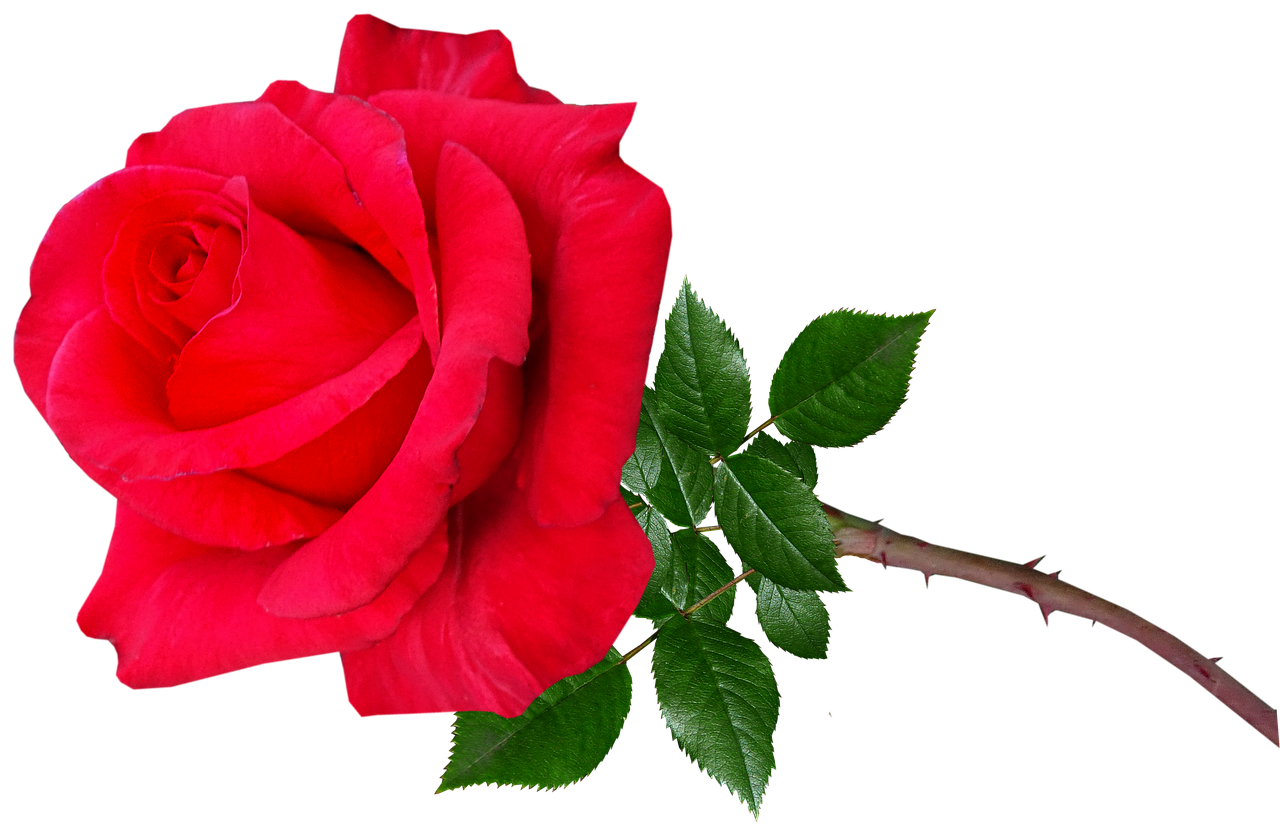 Detail Zweifarbige Rosen Bilder Nomer 10