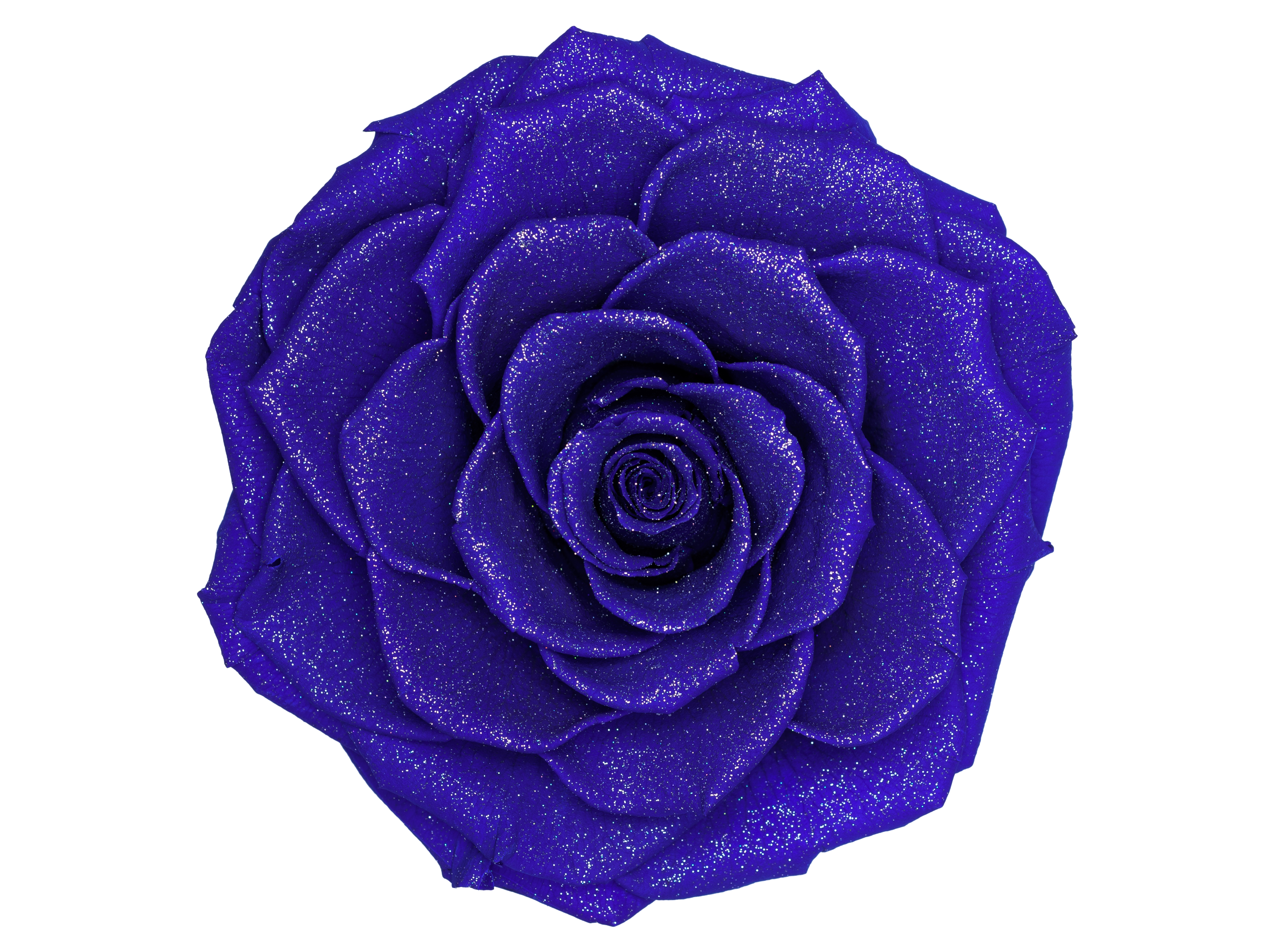 Detail Zweifarbige Rosen Bilder Nomer 11