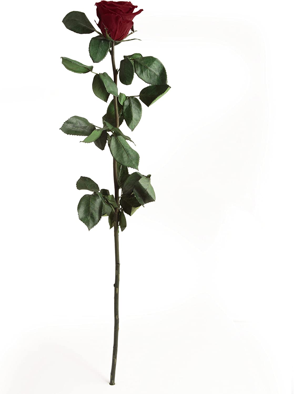 Detail Zweifarbige Rosen Bilder Nomer 13