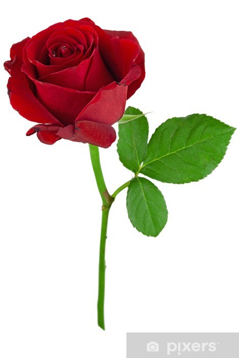 Detail Zweifarbige Rosen Bilder Nomer 14