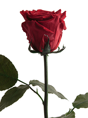 Detail Zweifarbige Rosen Bilder Nomer 15