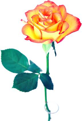 Detail Zweifarbige Rosen Bilder Nomer 16