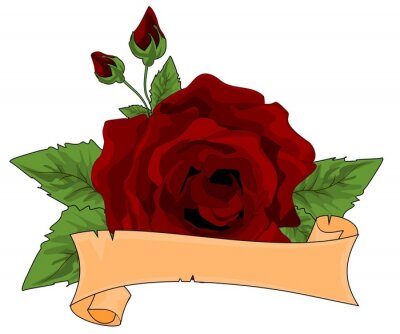 Detail Zweifarbige Rosen Bilder Nomer 17