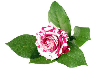 Detail Zweifarbige Rosen Bilder Nomer 18