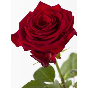 Detail Zweifarbige Rosen Bilder Nomer 19