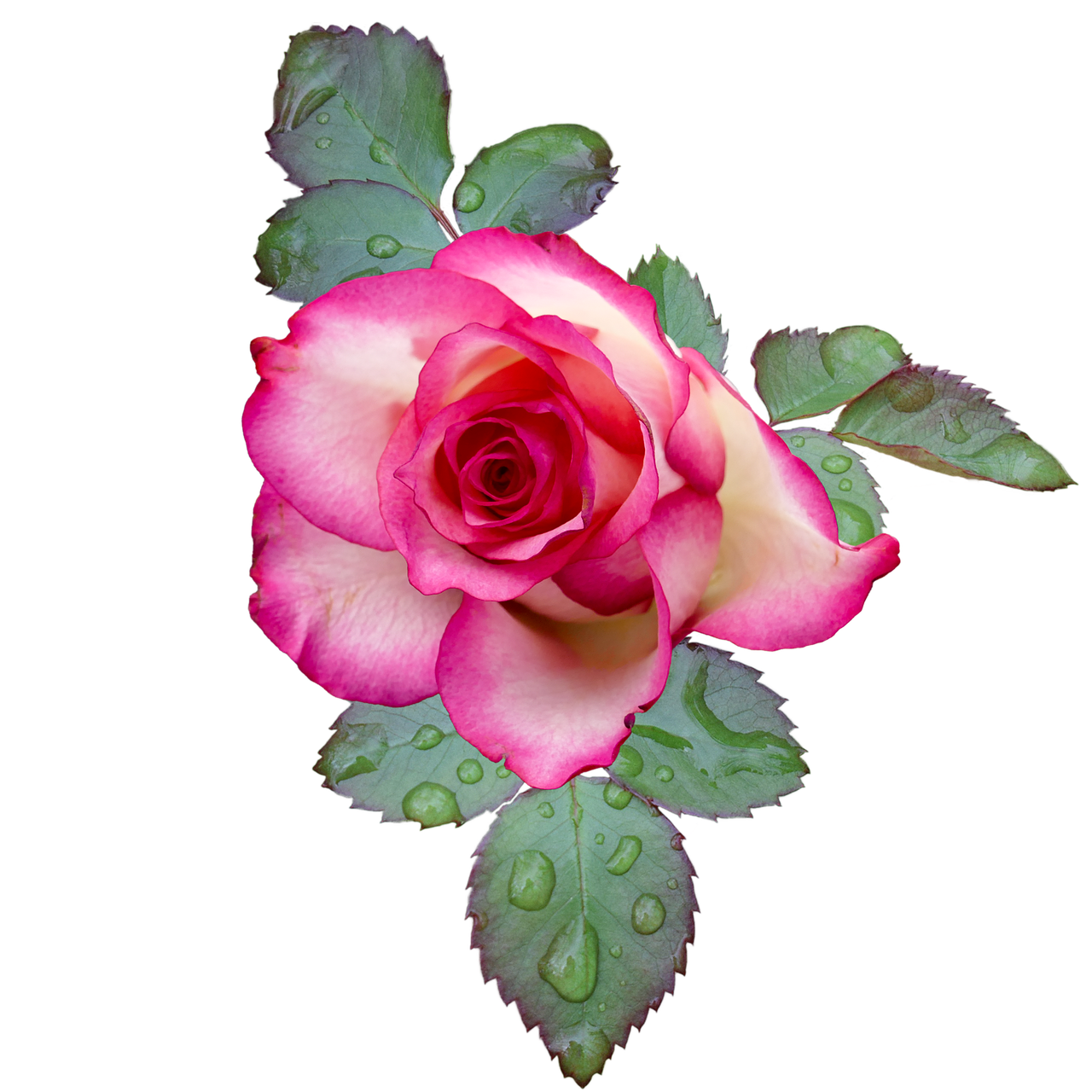 Detail Zweifarbige Rosen Bilder Nomer 20