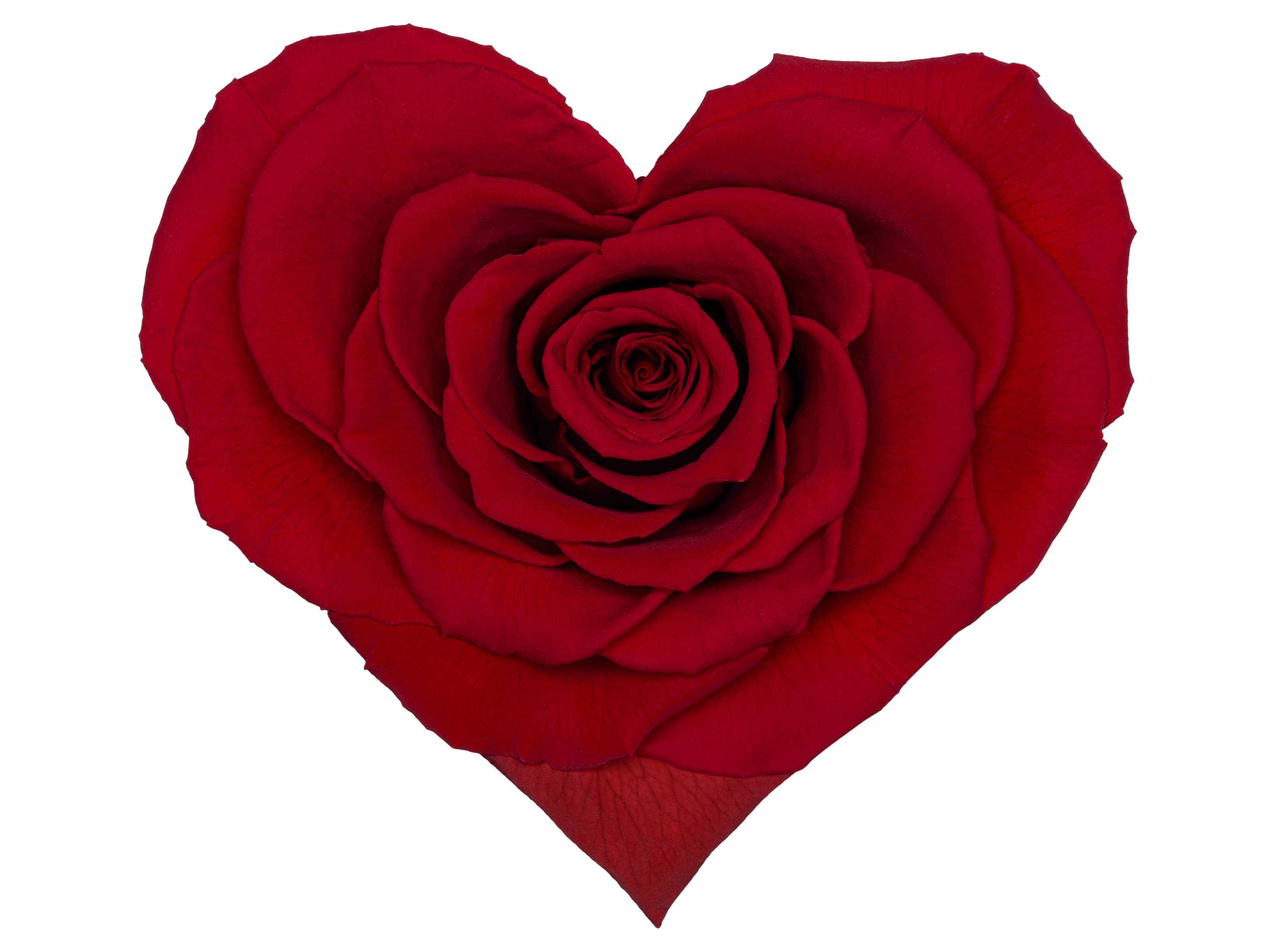 Detail Zweifarbige Rosen Bilder Nomer 22