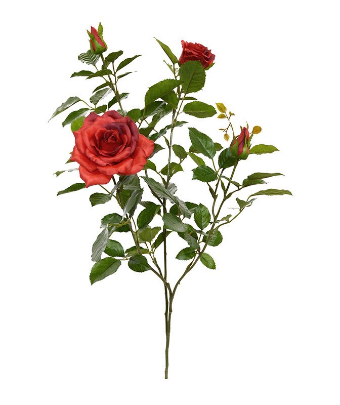 Detail Zweifarbige Rosen Bilder Nomer 24