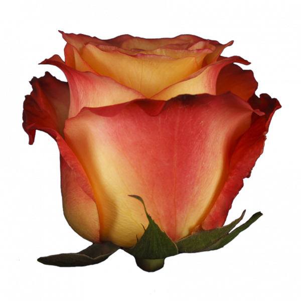 Detail Zweifarbige Rosen Bilder Nomer 25