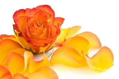 Detail Zweifarbige Rosen Bilder Nomer 26