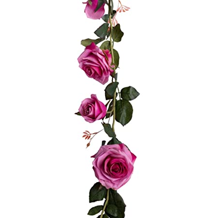 Detail Zweifarbige Rosen Bilder Nomer 27