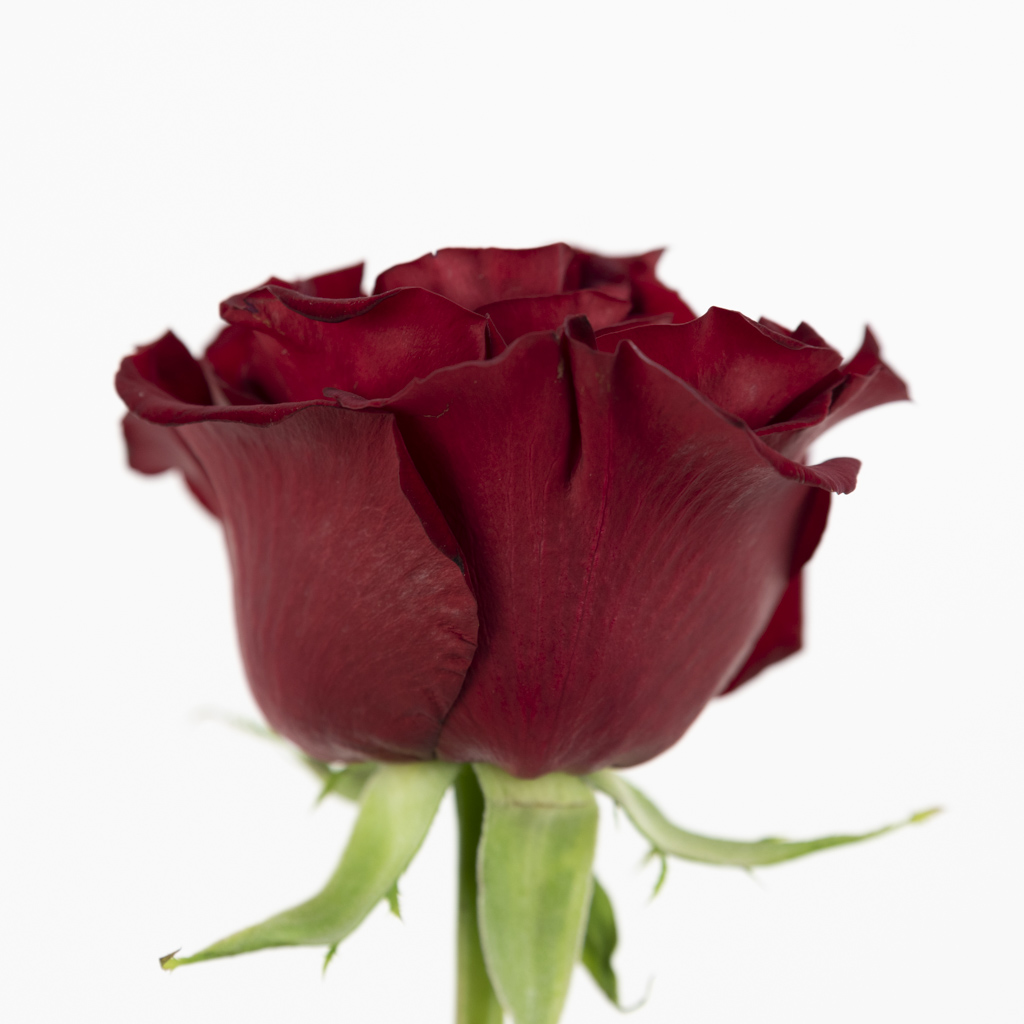 Detail Zweifarbige Rosen Bilder Nomer 28