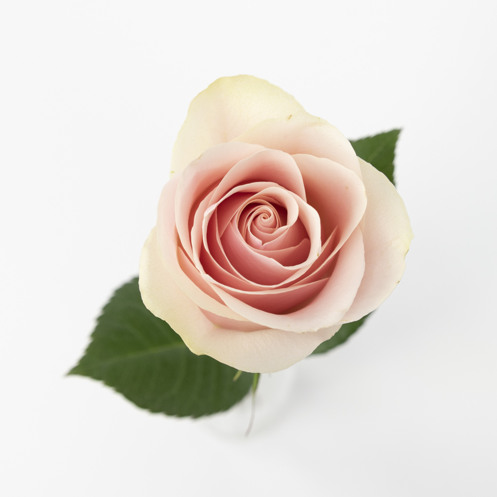 Detail Zweifarbige Rosen Bilder Nomer 3